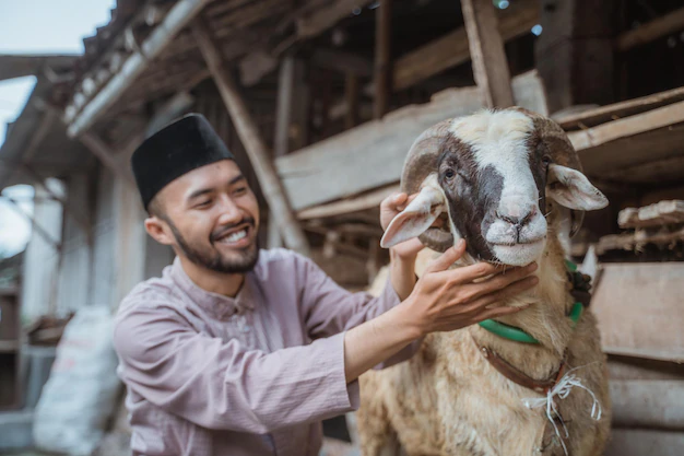 Sertifikat Halal: Standar Mutlak bagi Rumah Potong Hewan